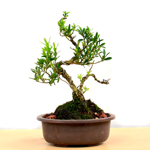 Bonsai Boxwood Plant Punjabnursery