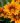 gazania